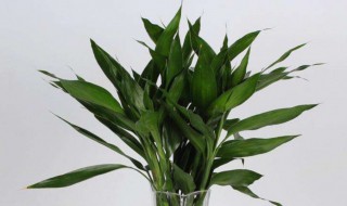 富贵竹黄叶子怎么补救（富贵竹黄叶子怎么补救视频）