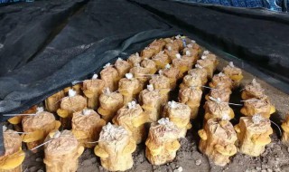 在家怎么种桑黄 在家怎么种桑黄投资多少