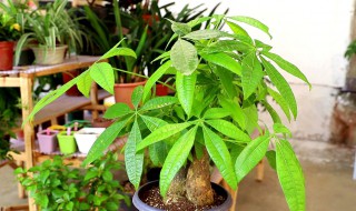 发财树怎么养护最好 发财树怎么养护最好视频