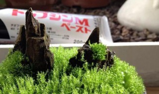 青苔怎么养才茂盛（青苔怎么养才茂盛视频）