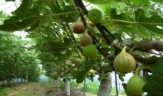 无花果树春季怎样修剪 无花果树春季怎样修剪枝条