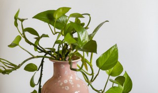 郁金香绿萝哪种适合养在室内（郁金香绿萝哪种适合养在室内养）