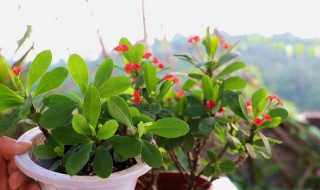 虎刺梅的扦插方法（虎刺梅的扦插方法20法）