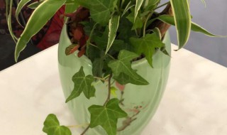 水养吊兰怎么养才茂盛 水养吊兰怎么养才茂盛呢