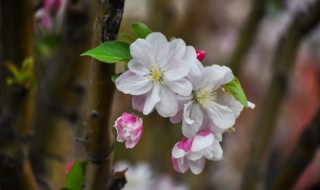海棠花怎么养殖 海棠花怎么养家庭养法