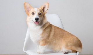 自己养的狗咬死的鸡可不可以吃 被自己家养的狗咬死的鸡能吃吗