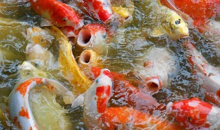 锦鲤水花养殖注意事项（锦鲤水花养殖注意事项有哪些）