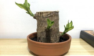 幸运木巴西木的养殖方法和注意事项（巴西幸运木怎么养视频）