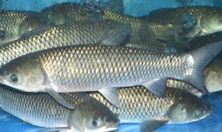 草鱼怎么养长得快（草鱼怎样养长的快）