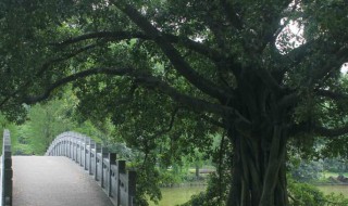 什么树的种子不进入土壤就可以萌发（什么树的种子不进入土壤就可以萌发生根榕树杨树柳树）