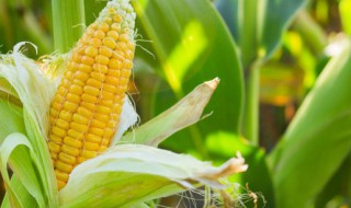 中科玉505玉米种简介 中科玉505玉米种多少钱一袋