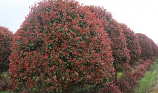 石楠树有什么作用 石楠树有什么作用与功效