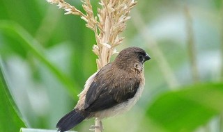 鸟吃玉米苗怎么办（鸟吃玉米苗怎么办啊）