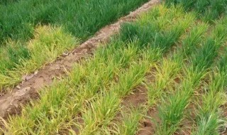 小麦打除草剂发黄叶子发干怎么办（小麦除草剂打多了小麦变黄了）