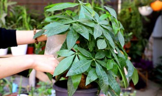 怎样修剪发财树枝条 怎样修剪发财树视频教程