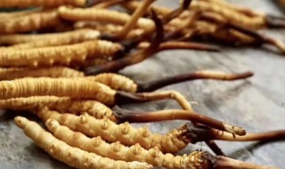 如何清洗虫草 如何清洗虫草花更干净