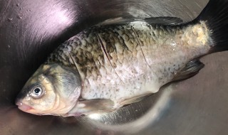 如何清洗鲫鱼 如何清洗鲫鱼更干净