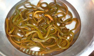 鳝鱼如何清洗（鳝鱼如何清洗内脏）