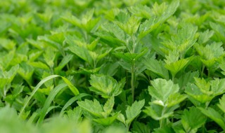 艾草为啥不能种在家里 艾草为啥不能种在家里风水