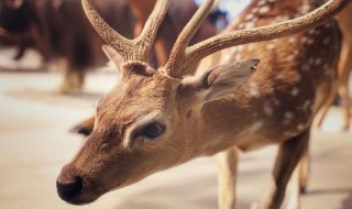 鹿肉能吃吗（鹿肉能吃吗犯法吗）