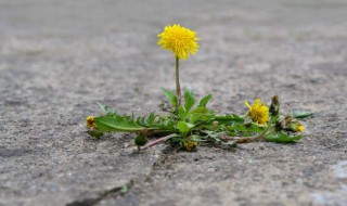 蒲公英的根能吃吗 蒲公英的根能吃吗怎么吃