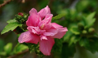 木槿花能吃吗（木槿花能吃吗?）