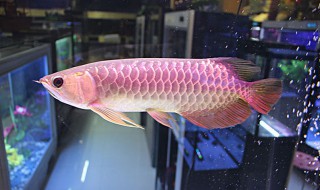 金龙鱼能吃吗（金龙鱼能吃吗有毒吗）