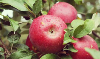 苹果氧化了还能吃吗 苹果氧化了还能吃吗为什么