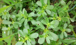 马齿笕能吃吗（马齿苋好吃吗）