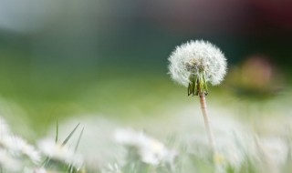 蒲公英花能吃吗 蒲公英花能吃吗有什么功效