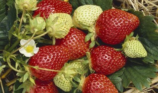草莓如何种植结的果又大又多（草莓如何种植结的果又大又多视频）