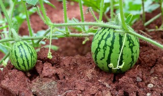 西瓜怎么种植的方法（西瓜怎么种植的方法视频教程非常甜）