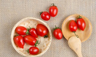 种植番茄需要注意什么（种植番茄需要注意什么用图画）