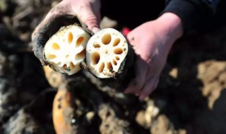 藕怎么种出来 藕是怎么种出来的