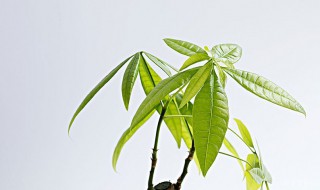 怎样养发财树才能又绿又旺盛（发财树叶子发黄脱落怎样挽救）