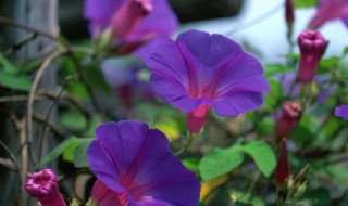 矮牵牛花种子播种方法 矮牵牛花籽几月播种最好