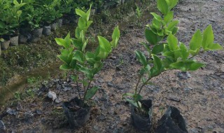 小树苗怎么种植 小树苗怎么栽成活率高