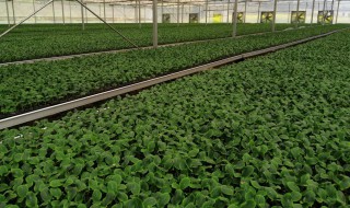 南瓜籽怎样育苗 南瓜籽如何育苗