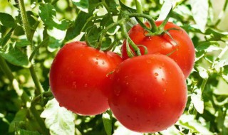 西红柿怎么才能红得快 怎么让西红柿又红又亮