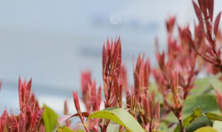 红叶石楠的扦插方法 红叶石楠扦插视频过程