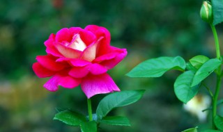 月季花的插栽方法 春季怎样扦插月季花成活率高