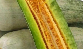 羊角蜜的籽为什么是苦的（羊角蜜里面的籽是苦的）