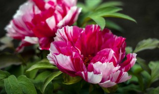 牡丹什么时间开花怎么开花 牡丹什么时间开花几点几分钟