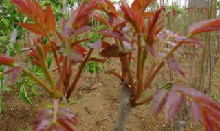 香椿树怎么繁殖（香椿树怎么繁殖后代）