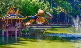 西双版纳前五位景点（西双版纳前五位景点 总佛寺）