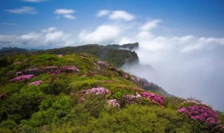 南川景点（重庆南川旅游景点大全）