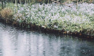 雨量毫米是什么意思（雨量毫米怎么理解）