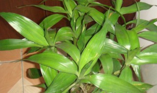 水养富贵竹发黄怎么办（富贵竹爱喝3种营养水）