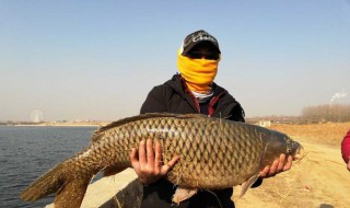 梦见钓到大鱼是什么意思（梦见钓鱼一条接一条）