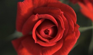 红玫瑰代表什么（红玫瑰代表什么寓意和象征风水）
